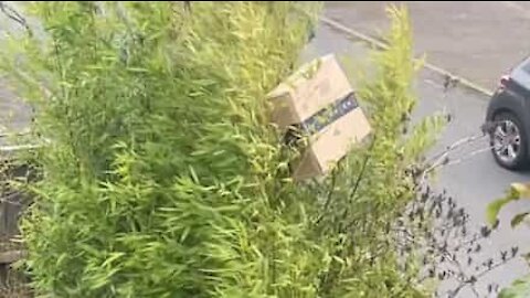 Ils retrouvent leur colis dans un arbre!