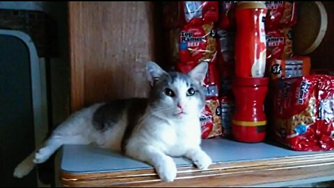 Cat Video - Crazy Cat Tail Chase - Funny Cats