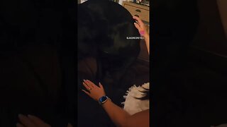 Adorable Mastiff Cuddles Mom #shorts #cutedog #dog