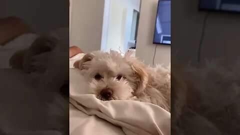 My puppy trying to sleep #petvideos #funnyvideo