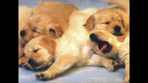 Cute and Smart Puppies #7