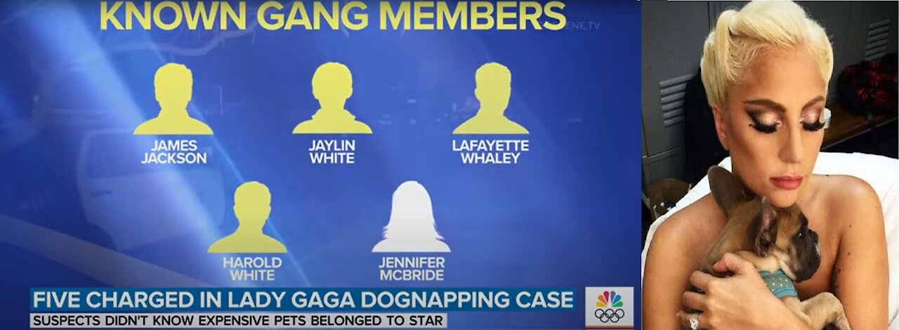 Lady Gaga Dognappers Don't Fill Mainstream Media Narrative, So They Hide Them for The Narrative