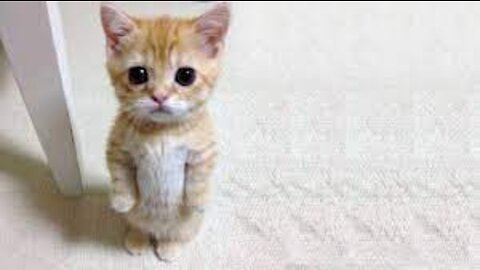 Cute Animals that Can Probably Bring World Peace #7