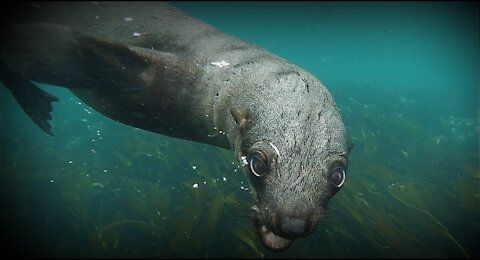 awesome seals swimming underwater