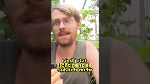 Die Pflanze baue ich nicht mehr an. #shorts