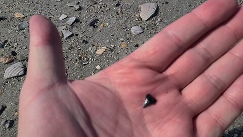 Shark Teeth On The Beach Myrtle-Beach SC