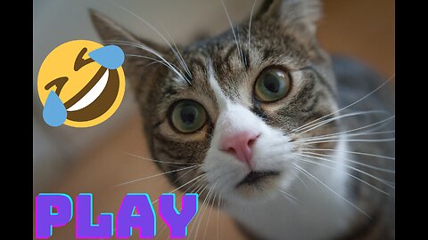 Funny cat video