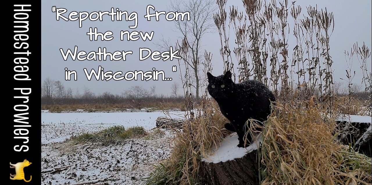 The Cat Weather Report for Wisconsin ~ Saturday, November 27, 2021