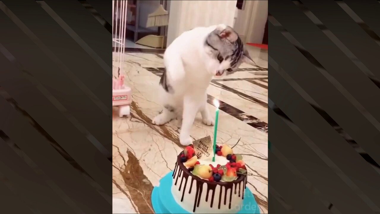 Sweet cat, why are you angry on your birthday?