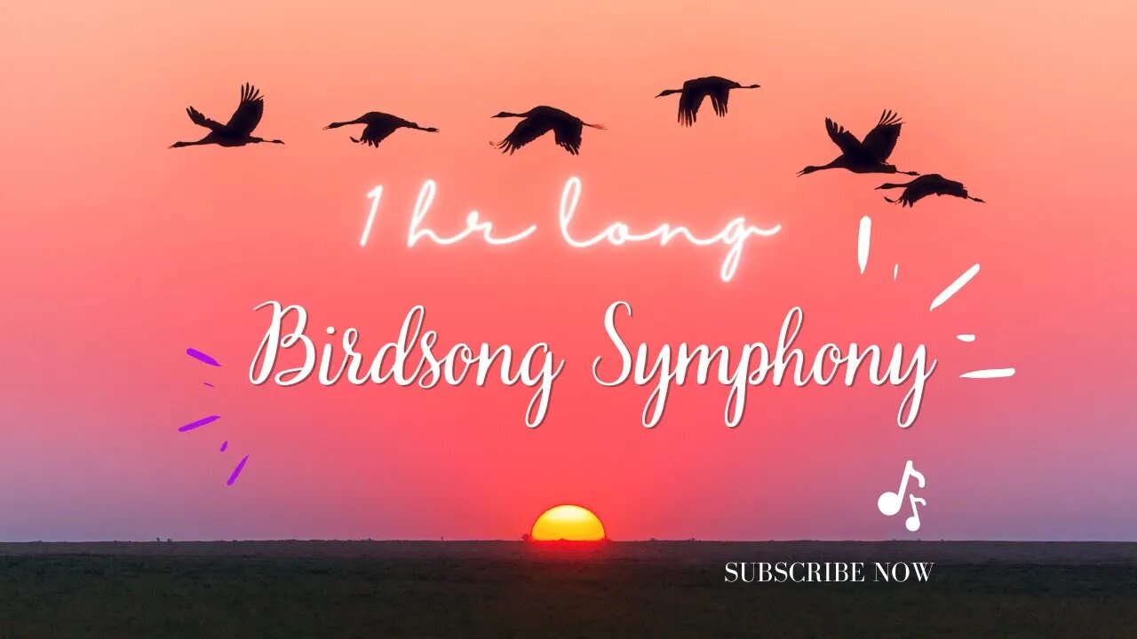 Relax With Birdsong Symphony: 1 Hour of Serene Avian Melodies 🐦🎶🌿