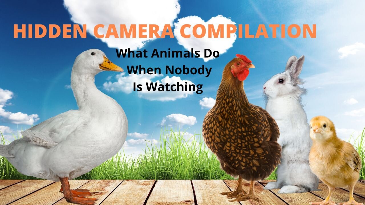Hidden Camera Compilation - What Animals Do When Nobody Is Watching