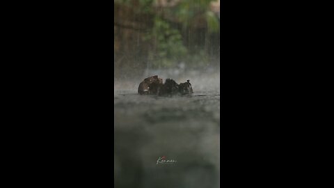 Rain #rain #new #today #viral #trending #hot #summer #temperature #viralreels #trendingreels #trend