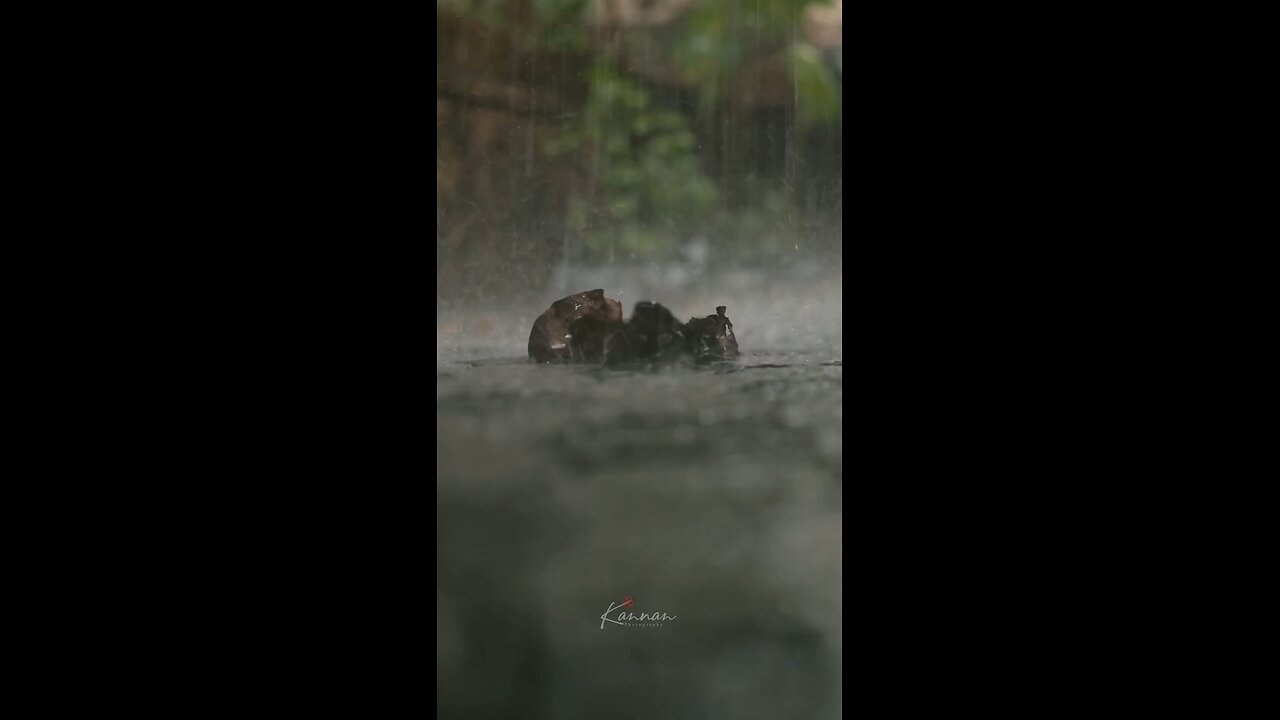 Rain #rain #new #today #viral #trending #hot #summer #temperature #viralreels #trendingreels #trend