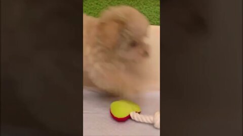 Funniest Cat and Dog Videos Compilation