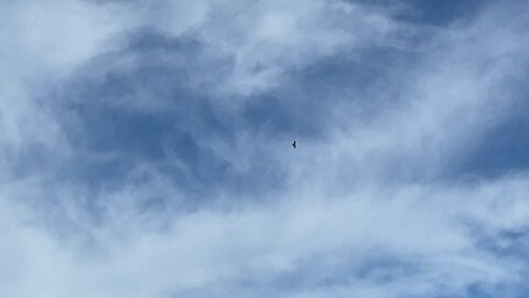 Hawk? Osprey? Falcón?