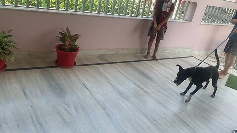 Cat v/s dog