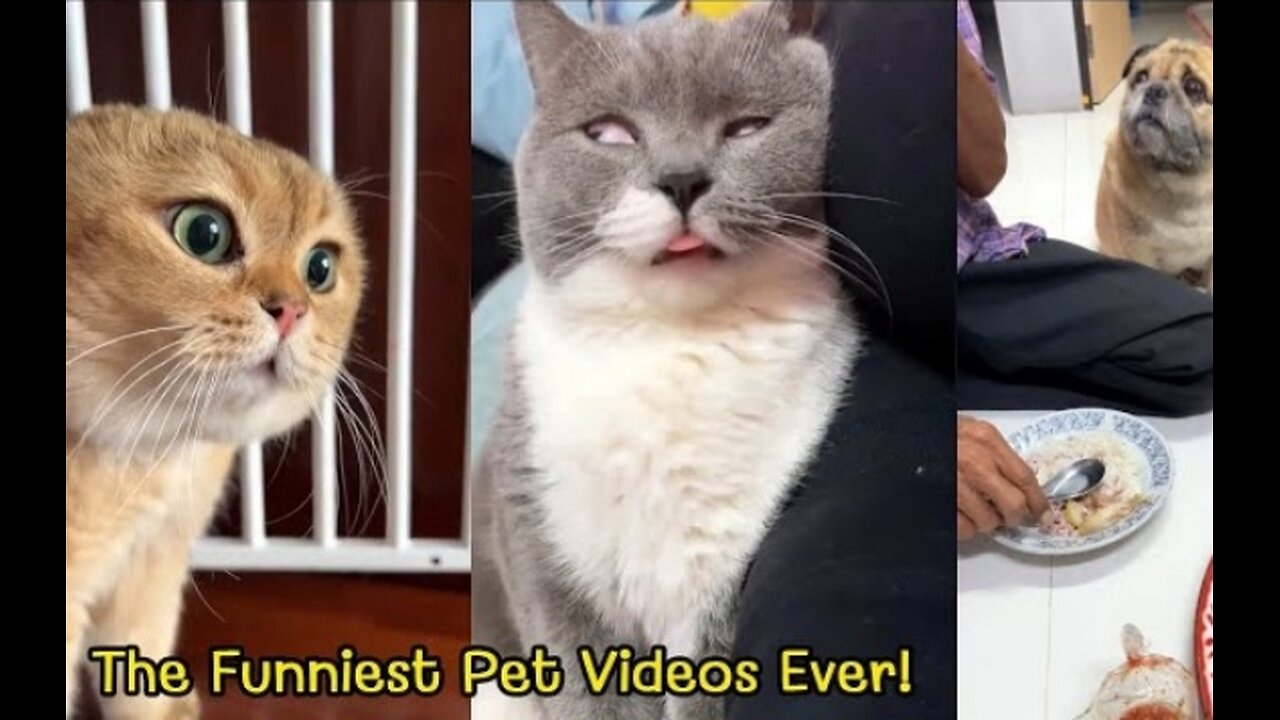 Try not to laugh. Funniest, cutest pets ever
