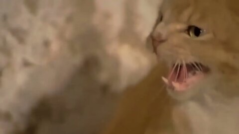 OMG! Big Eagle Kidnap a Leopard Cub, Mother Leopard Rushes To Attack Eagle But Can't Save Her Baby-2
