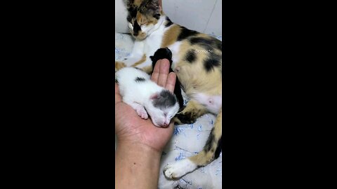 cute cat 🐈 😻 #viral#trending #cat #animal #trending