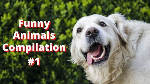 Watch Funny Animals Compilation #1