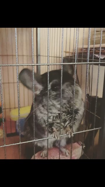 Good Morning Chimichanga