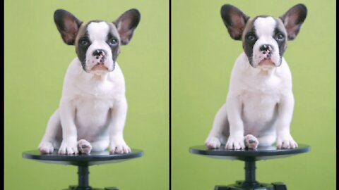 Cute Puppy Cute Dog Animal Lover Video