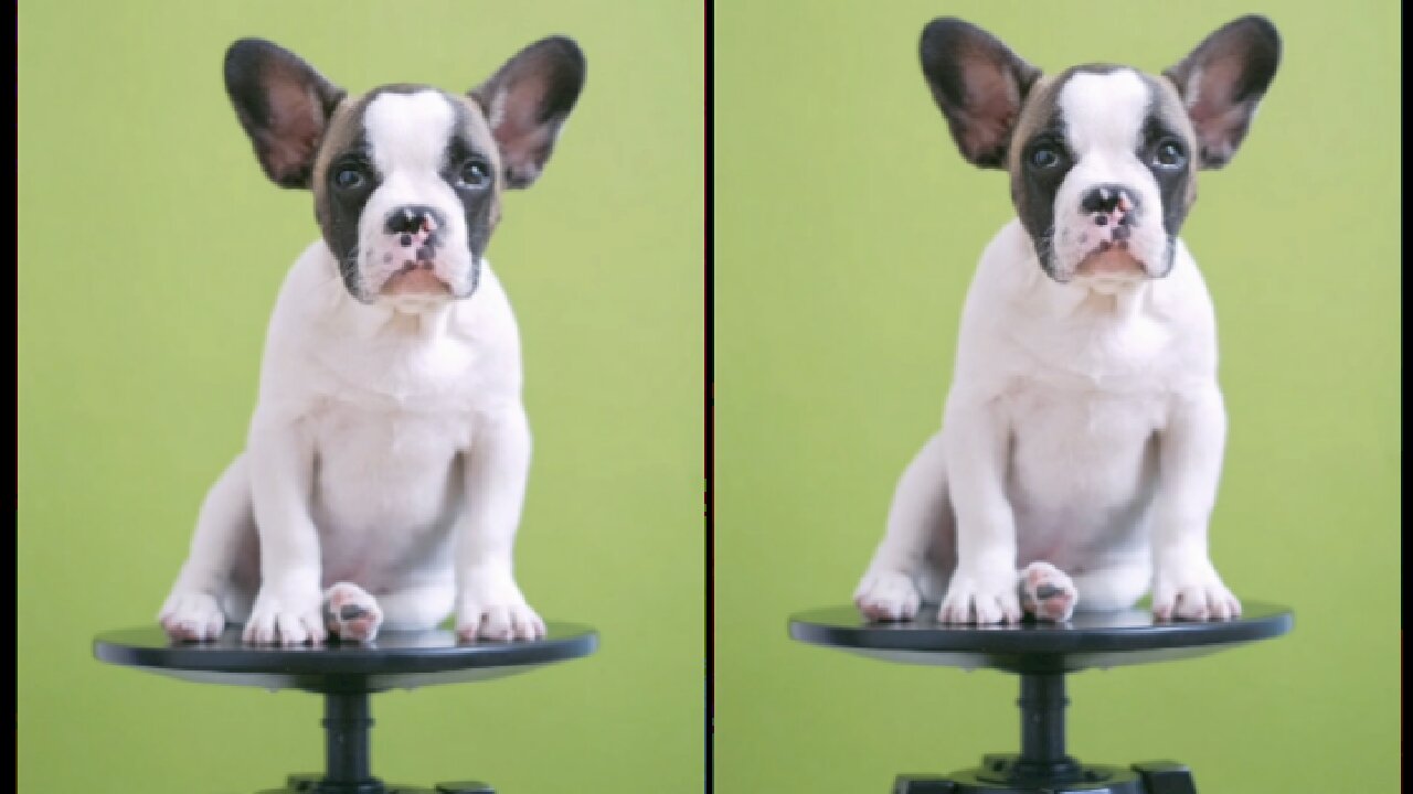 Cute Puppy Cute Dog Animal Lover Video