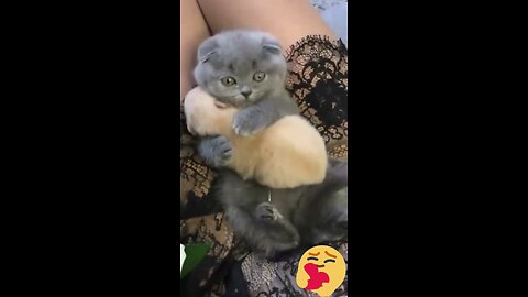 ❤️ Cute kitten hugs❤️