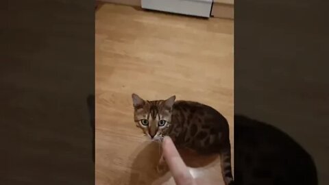Finger challenge #bengalcat #funny