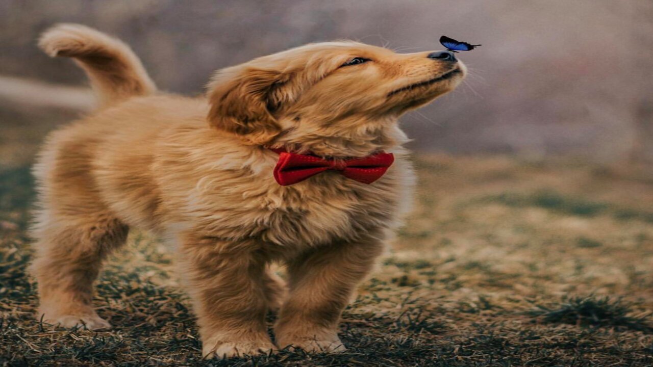 Funny puppy videos