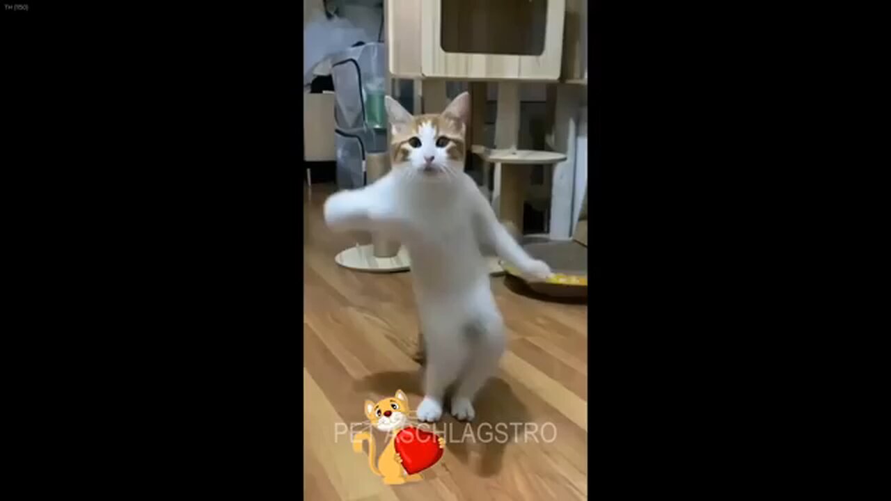 cute pets funny acts 4