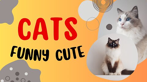 Cats Funny Cute