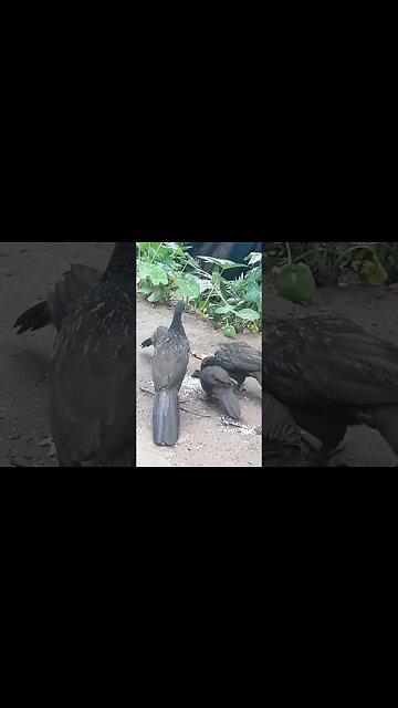 Jacu e seus filhotes em busca de comida