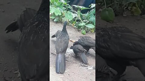 Jacu e seus filhotes em busca de comida
