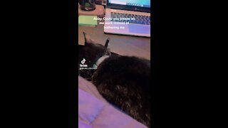 Pen Stealing Cat