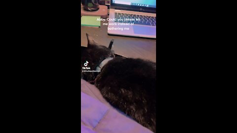 Pen Stealing Cat