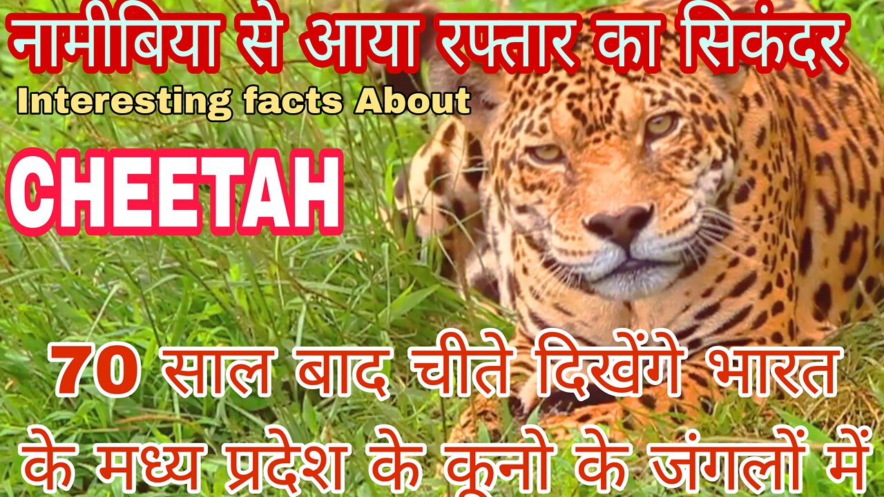 70 साल बाद लौटे भारत/interesting fact about cheetah