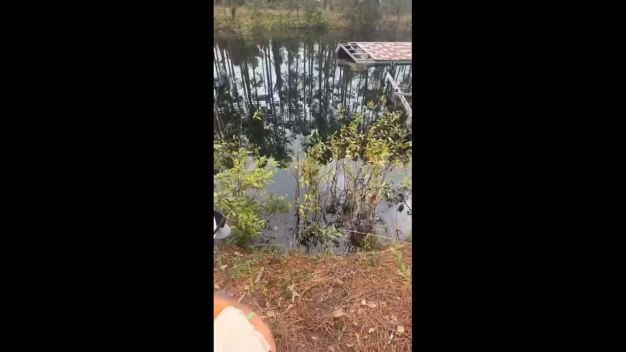 “Jumping on a alligator”