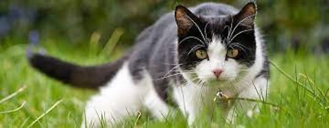 Funny and Cute Cat's Life Cats and Owners are the best friends Videos 2021 very funy