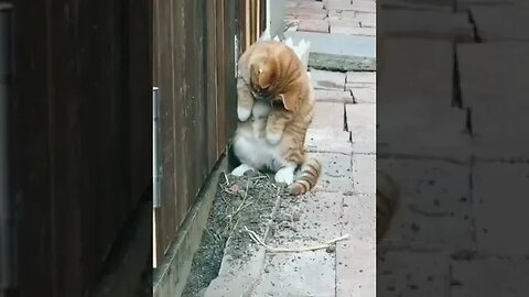 PLAYING CAT VIDEO MEAWWW