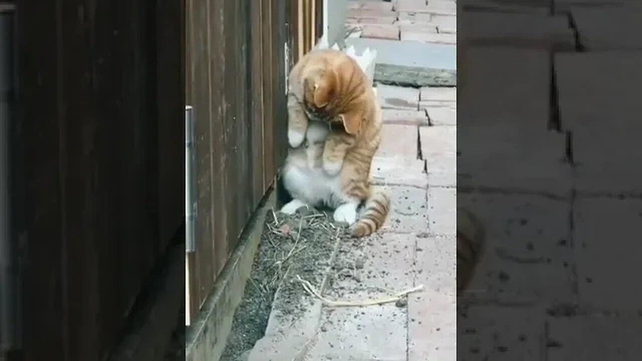 PLAYING CAT VIDEO MEAWWW