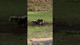 Brumbies prepare to bathe Part II Splish Splash splish splash