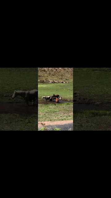 Brumbies prepare to bathe Part II Splish Splash splish splash