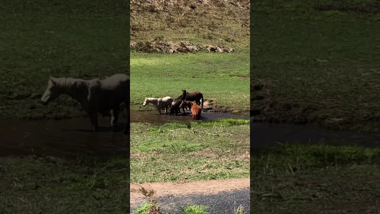 Brumbies prepare to bathe Part II Splish Splash splish splash