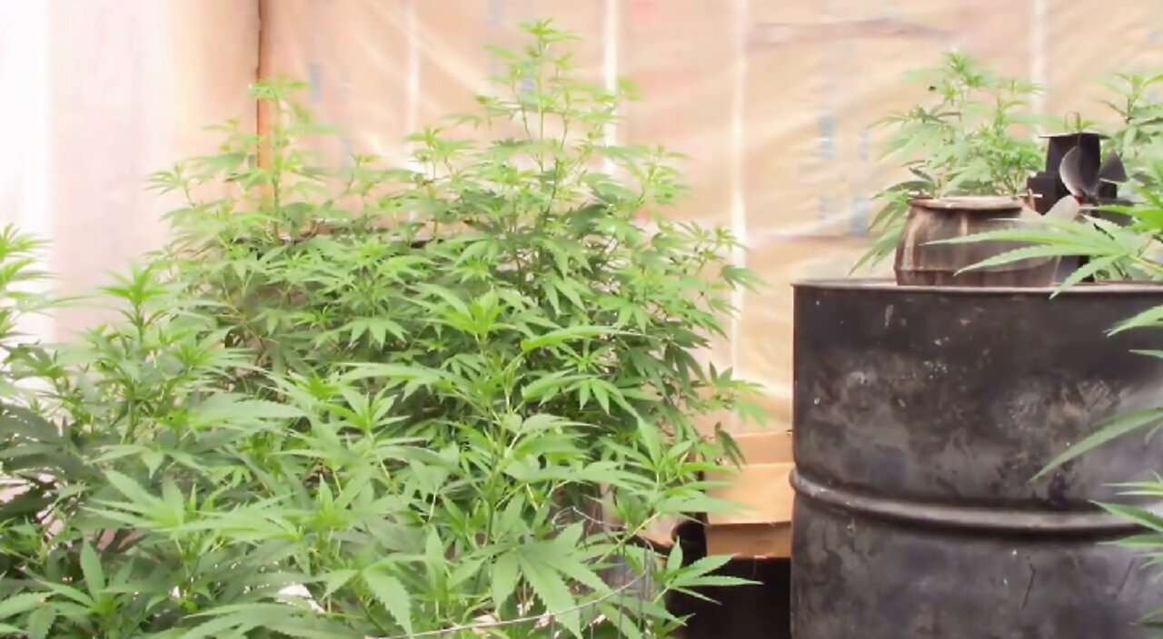 Using Light Deprivation to Flower Cannabis First Week