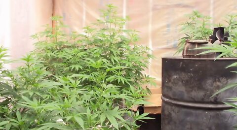 Using Light Deprivation to Flower Cannabis First Week
