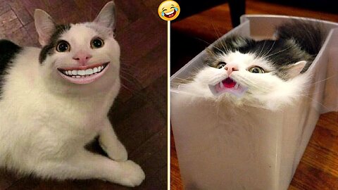 Funny animals - Funny cats🐱/ dogs🐶 - Funny animal videos 2024 - PART: 99