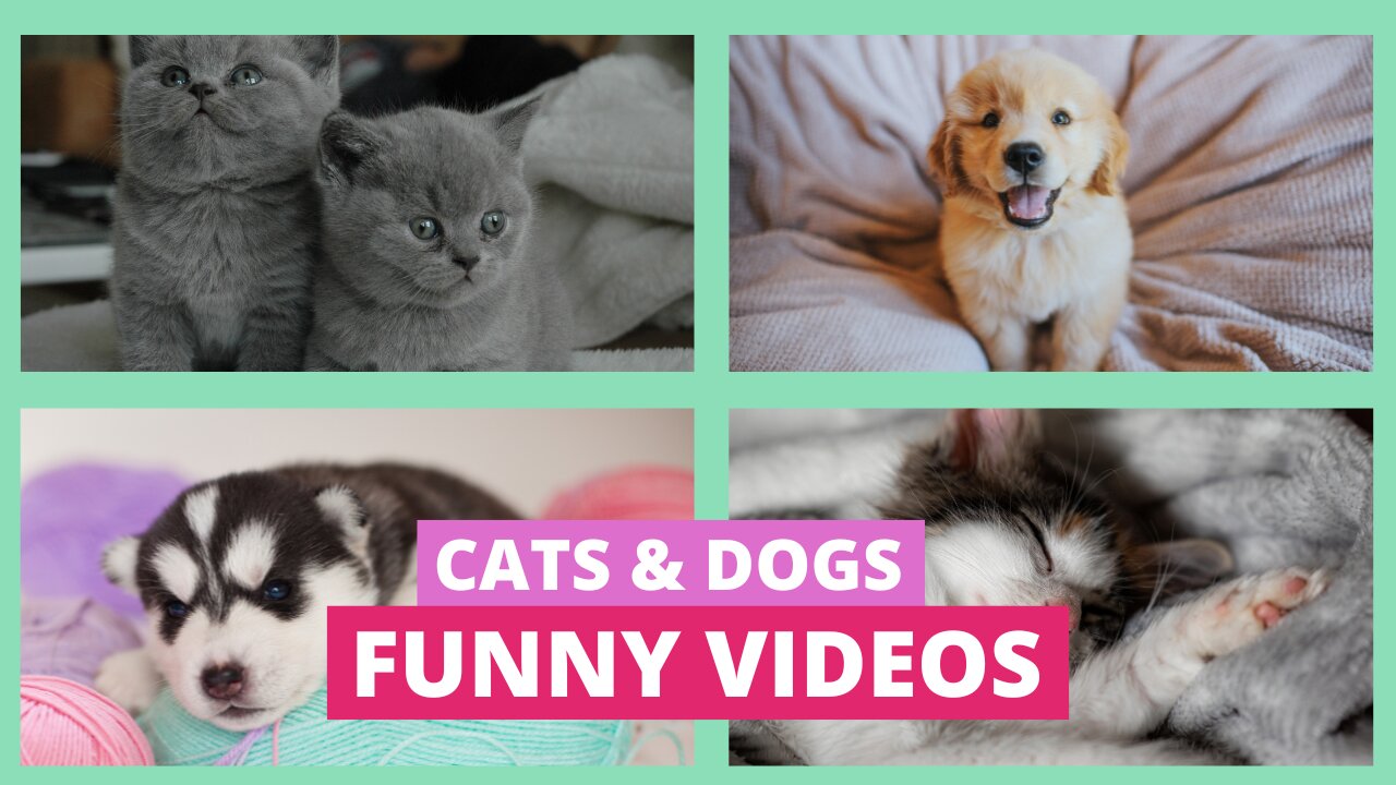 Cat and Dog Funny Video Compilation | Best Funny Animal Videos 2024 | #funnyanimals #dogs #cats