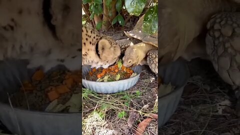 Cheetah 🐆 shares a meal with a tortoise 🐢 #shorts #animals