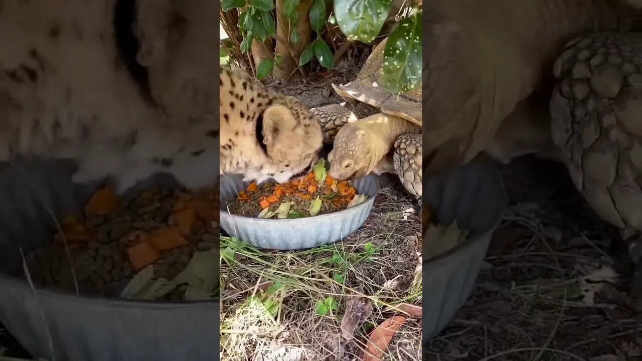 Cheetah 🐆 shares a meal with a tortoise 🐢 #shorts #animals